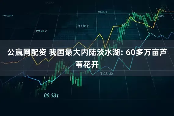 公赢网配资 我国最大内陆淡水湖: 60多万亩芦苇花开